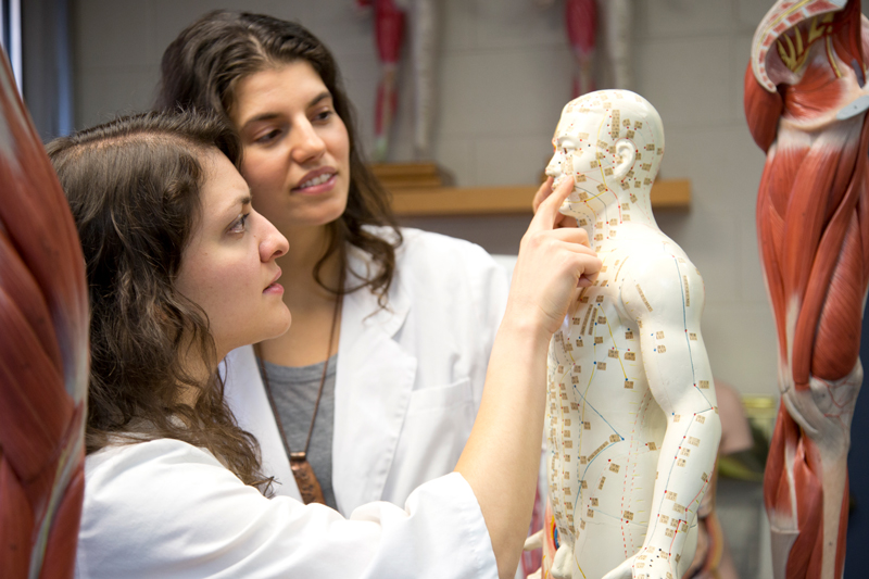 Two female students studying acupuncture model